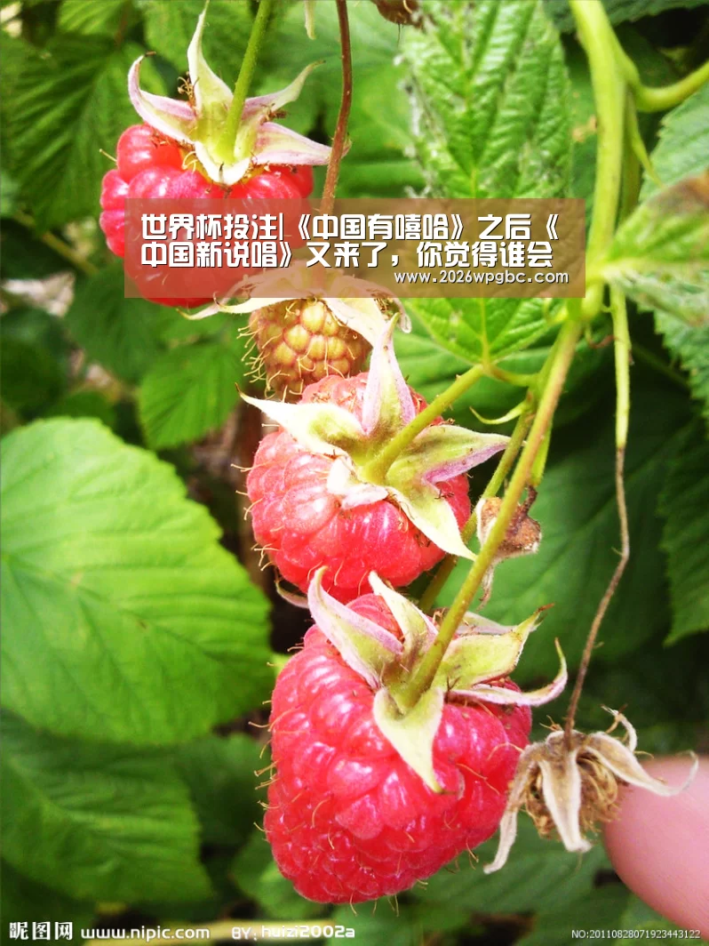 世界杯投注|《中国有嘻哈》之后《中国新说唱》又来了,你觉得谁会火(图3) 世界杯投注